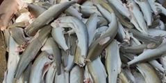 فلزات سنگین در ماهی‌های حرام‌گوشت؛ خطری پنهان در بازار کنسرو ماهی