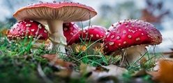تشخیص سمی بودن قارچ ها بر اساس رنگ، بو، شکل یا باورهای محلی قابل اعتماد نیست